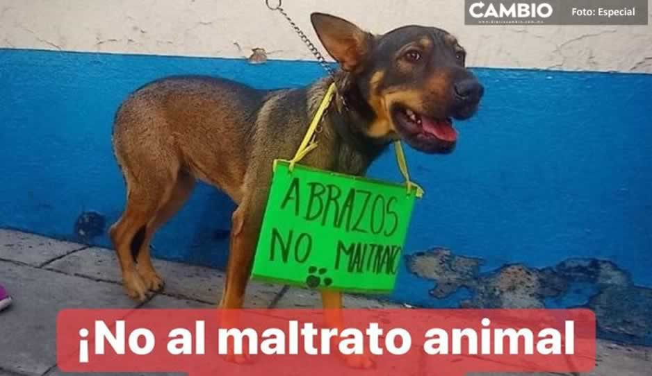 ¡Con los perritos no! Reportan envenenamiento masivo en Izúcar de Matamoros