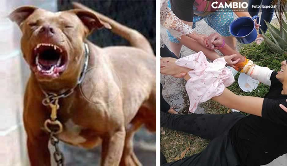 ¡Otra de perros pitbull! Ahora atacan a joven ciclista en colonia Las Hadas