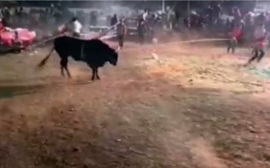 VIDEOS: Captan momento exacto en que toro enfurecido ataca a espectadores en jaripeo