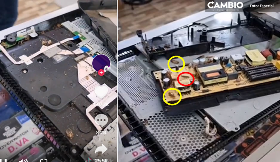 ¡Qué asco! Técnicos abren consola de videojuegos para repararla y encuentran nido de cucarachas (VIDEO)