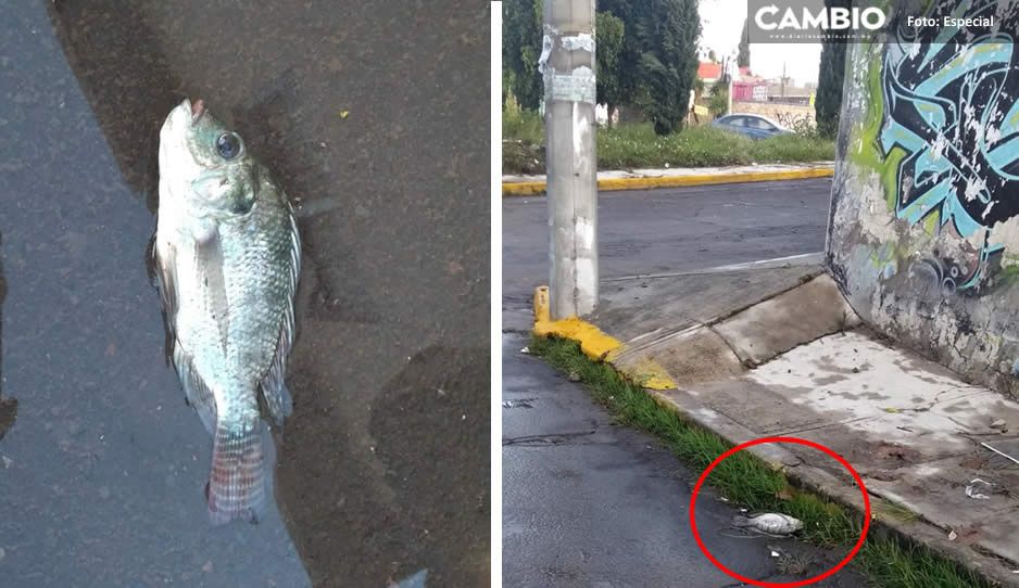 ¡Que peste! Siguen hallando peces muertos en colonias aledañas a laguna de San Baltazar