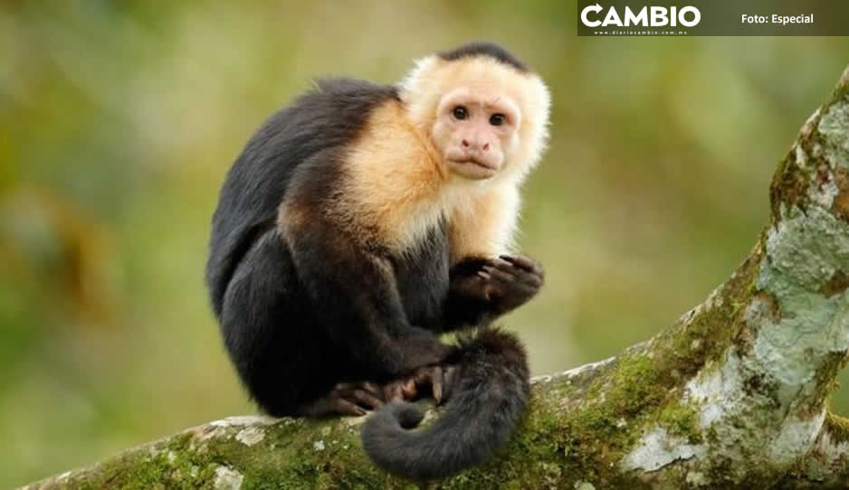¡No de nuevo! Nuevo virus de monos similar al ébola puede contagiar humanos