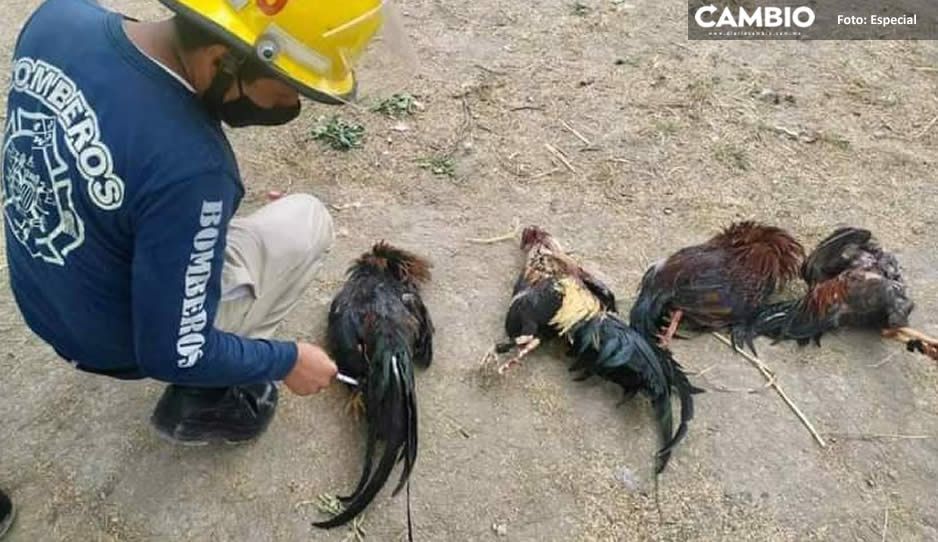¡Vaqueros no entienden! Nuevamente clausuran peleas de gallos en Tehuacán
