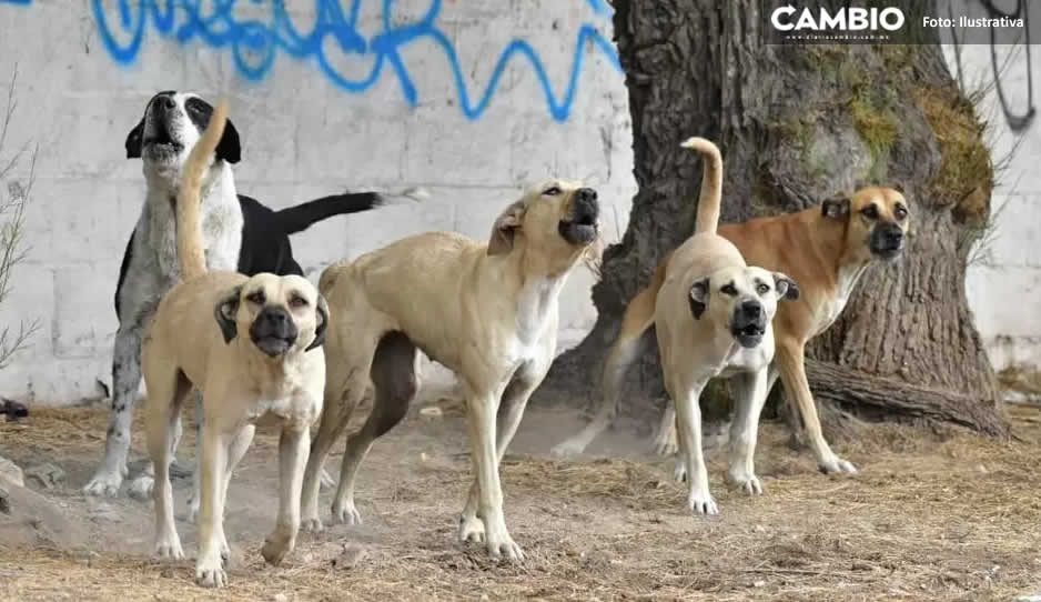 Jauría de 20 perros aterroriza Barranca Honda; vecinos piden apoyo de control animal