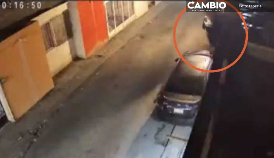 Ladrón se avienta de la azotea para evitar ser mordido por lo perros (VIDEO)