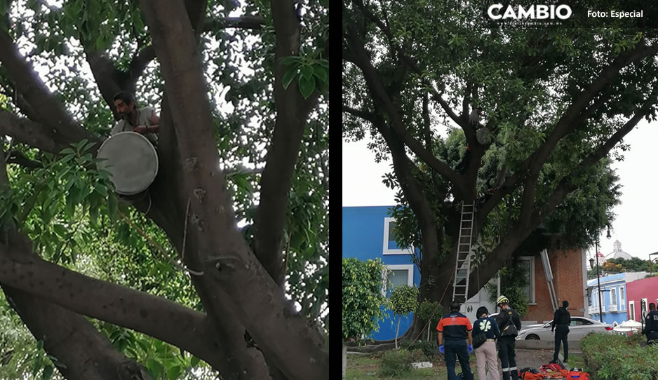 “¡Lastiman el árbol!”, así un poblano armó tremendo alboroto en un árbol de Analco (FOTO)