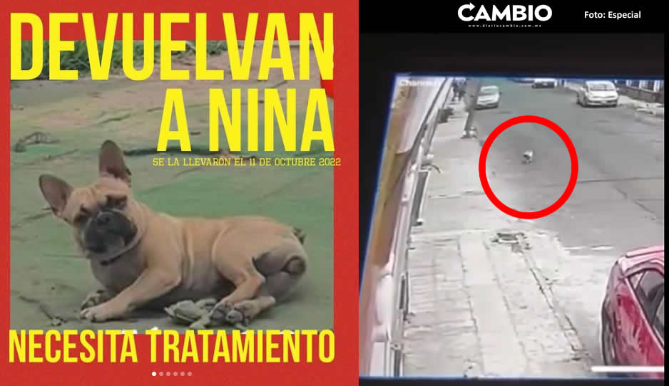 Roban perrita ‘Nina’ cerca del Paseo Bravo ¡Ayúdala a regresar a casa! (VIDEO)
