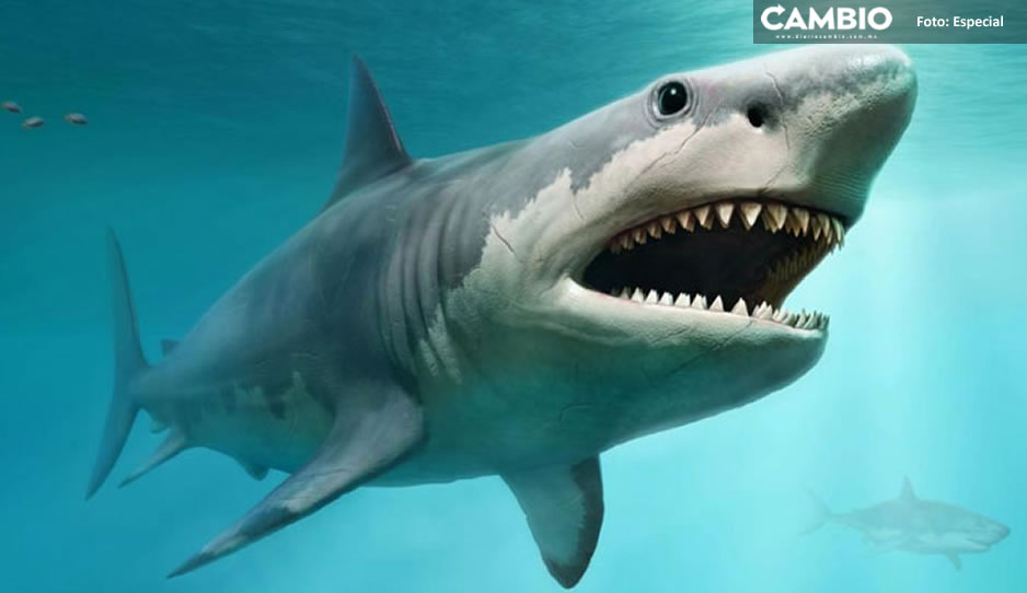 ¡Qué valiente! Niña de 10 años se enfrenta a un tiburón que la atacó