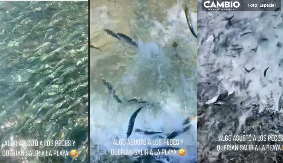  VIDEO: Cientos de peces intentan salvar su vida ante extraño fenómeno en La Paz