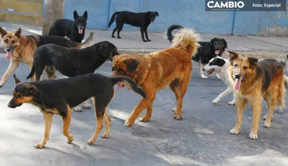 Feroz jauría de perros ataca y mata a poblano en Teziutlán (IMAGEN FUERTE)