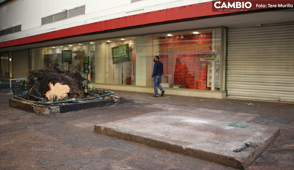 Retiran restos del puesto de periódico que quedó destrozado tras caída de árbol en el corredor 5 de Mayo (VIDEO)