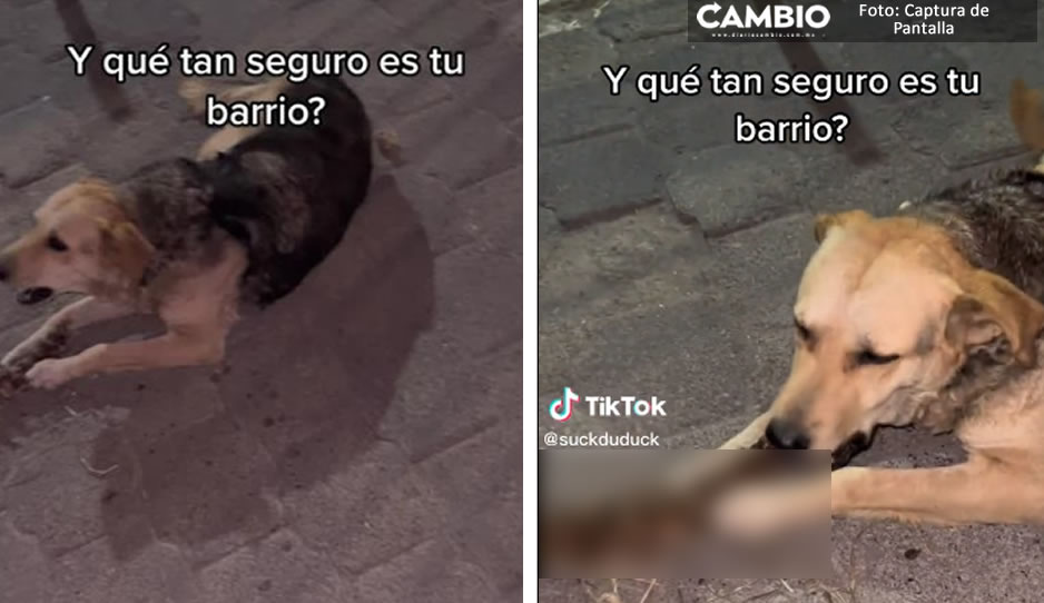 ¡Súper casual! Exhiben a perrito masticando una columna vertebral en Ecatepec (VIDEO)