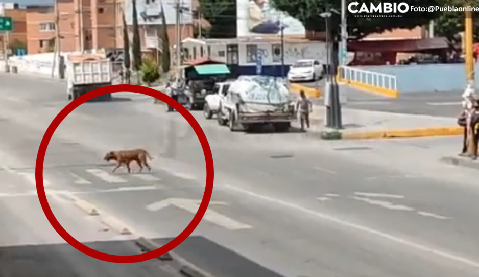 VIDEO: Perrito enseña a poblanos a cruzar la calle por el paso peatonal