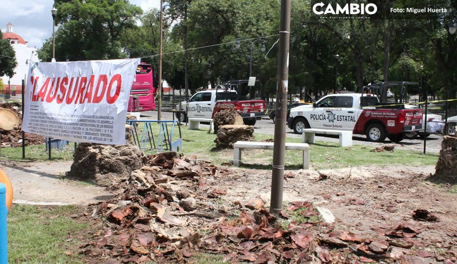 Claudia gastó en sus últimos días de gobierno 2 millones 298 mil pesos por reforestación