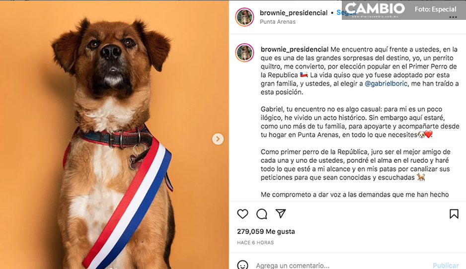 Conoce a Brownie, el lomito que se viralizó por ser el &#039;primer perro de la República de Chile&#039; (FOTOS)