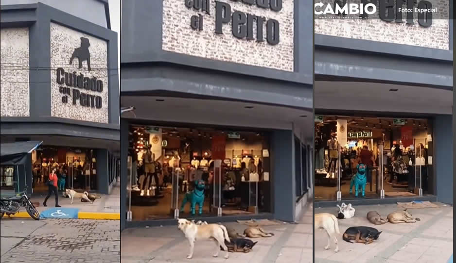 ¡Ay ternura! Perritos descansan bajo el aire acondicionado en Sinaloa