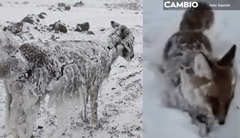 FOTOS IMPRESIONANTES: Animalitos se congelan de pie tras nevada en Turquía