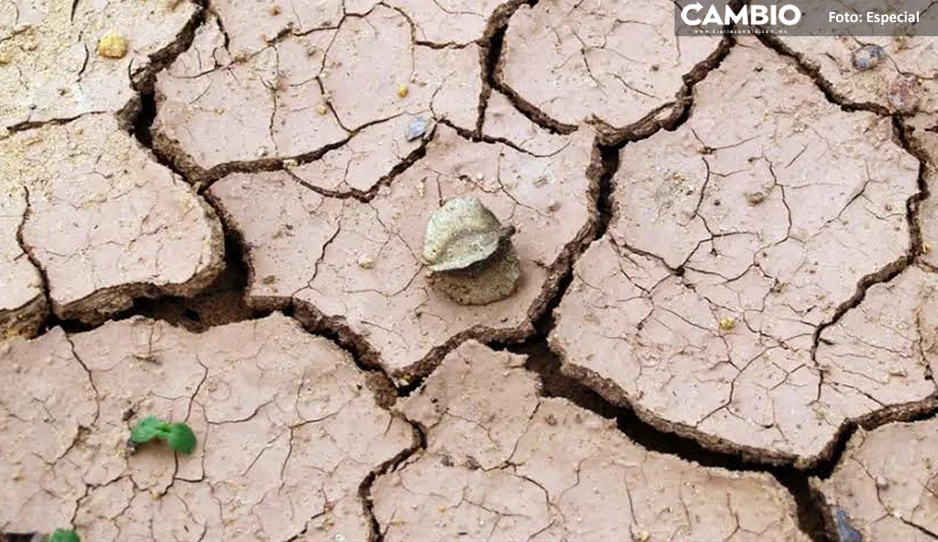 Sequía extrema en Caltepec provoca daño en campos de cultivo y muerte de animales