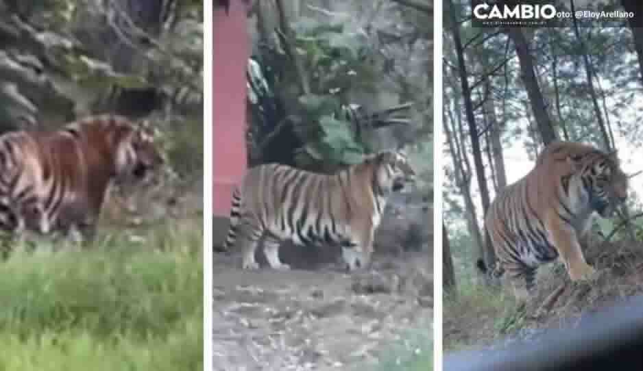 Tigre de bengala hambriento anda suelto por las calles Tapalpa (VIDEOS)