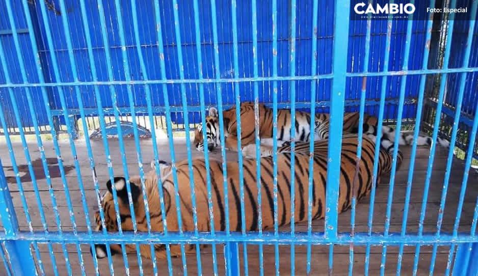 En condiciones deplorables, así vivían animalitos decomisados del “Circo Franzatti” en Tehuacán