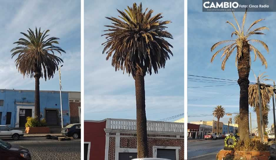 Colectivos denunciarán al Ayuntamiento por ecocidio tras derribar 18 palmeras en El Alto