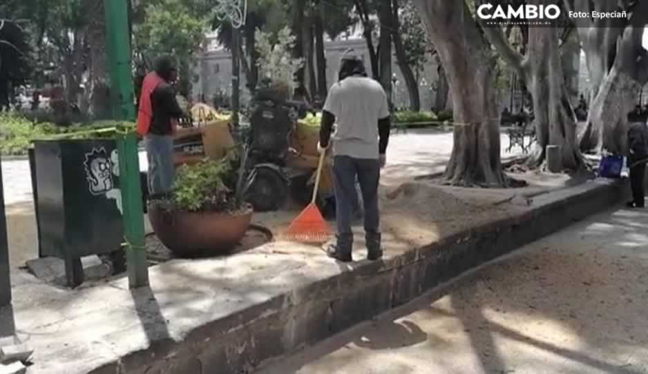 Zócalo se convierte en aserradero: continúa la tala de árboles (VIDEO)