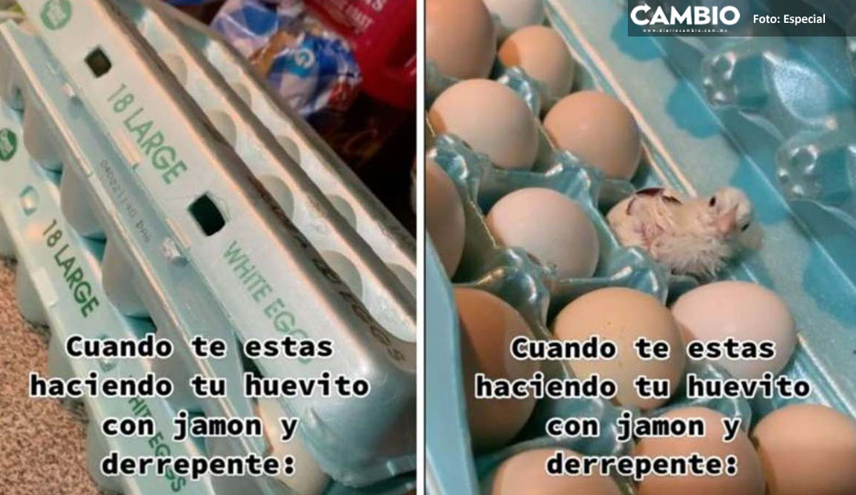 Abre caja de huevos para preparar su desayuno y encuentra un pollito vivo (VIDEO)