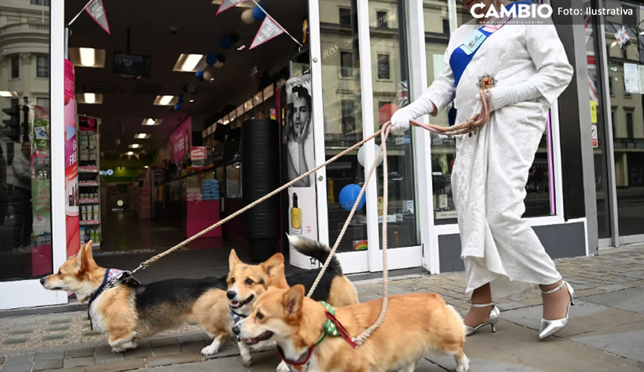¡No puede ser! Se eleva precio de los perros corgis tras muerte de Isabel II