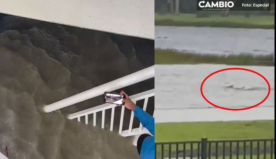 IMPACTANTES IMÁGENES: Huracán Ian provoca que tiburones lleguen a las calles inundadas en Florida
