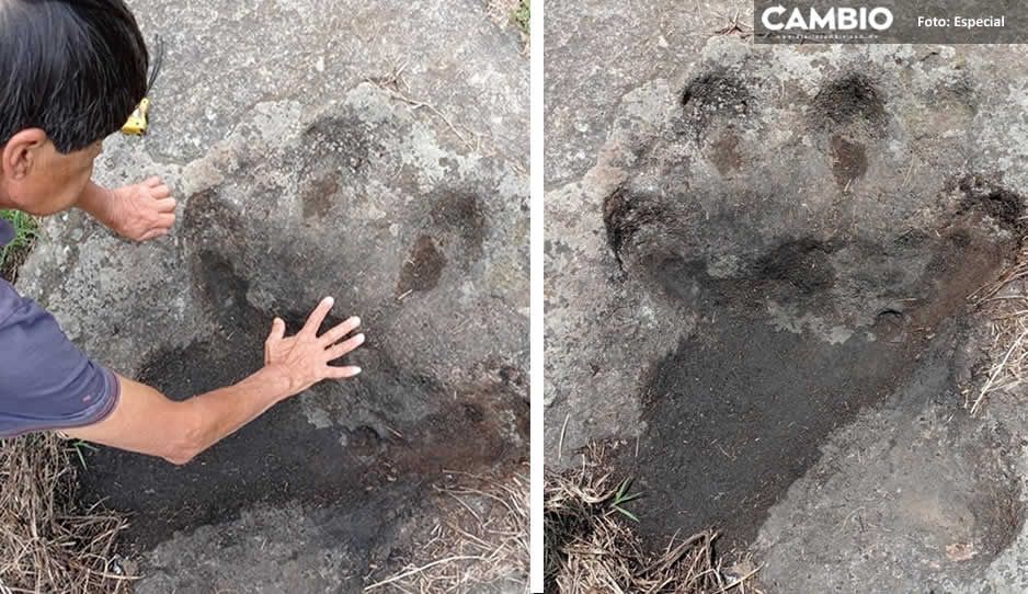 ¡¿Dinosaurios en Puebla?! Encuentran presuntas huellas de la prehistoria en Zacatlán
