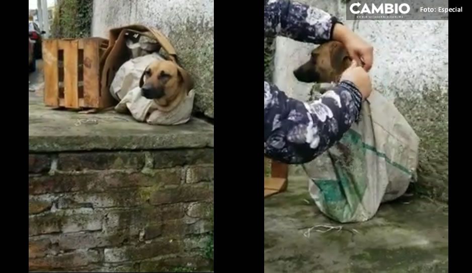Desalmados: amarran y encostalan a perrita en Huauchinango (VIDEO)