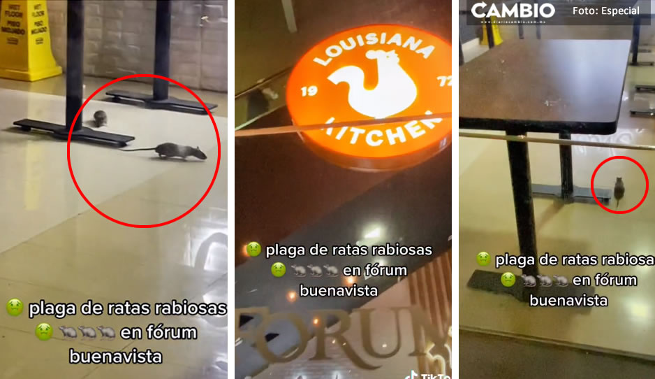 ¡Qué asco! Captan a ratas paseando en restaurante de Fórum Buenavista (VIDEO)