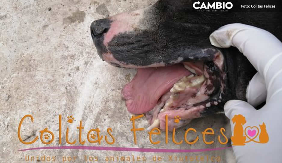 ¡No le tuvieron piedad! Perrito pitbull es sacrificado tras ser atacado con pirotecnia en Xiutetelco