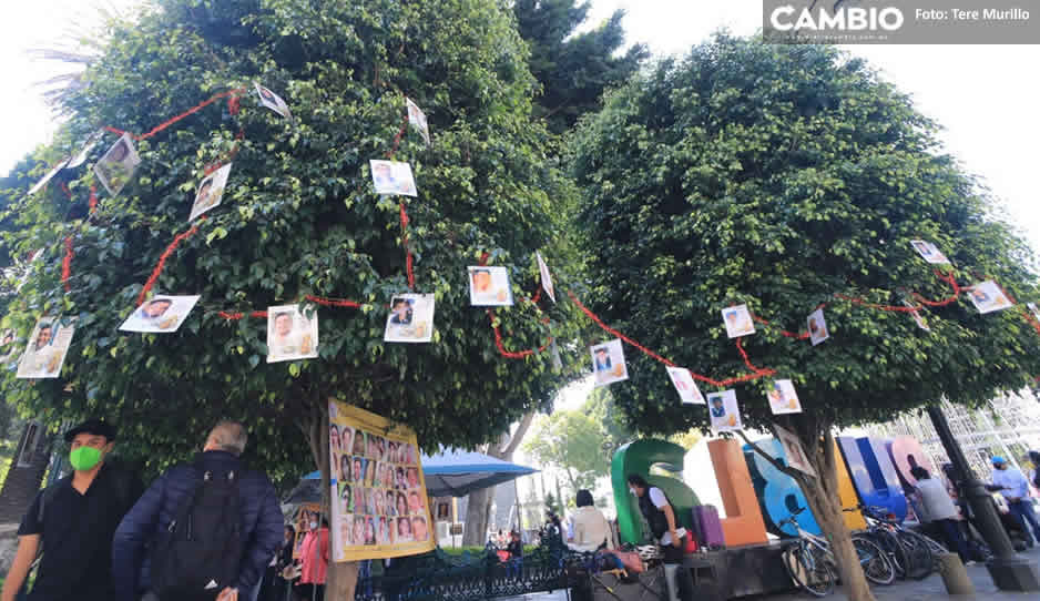 Colectivo ‘Voz de los desaparecidos’ pone el Árbol de la Esperanza en el Zócalo de Puebla
