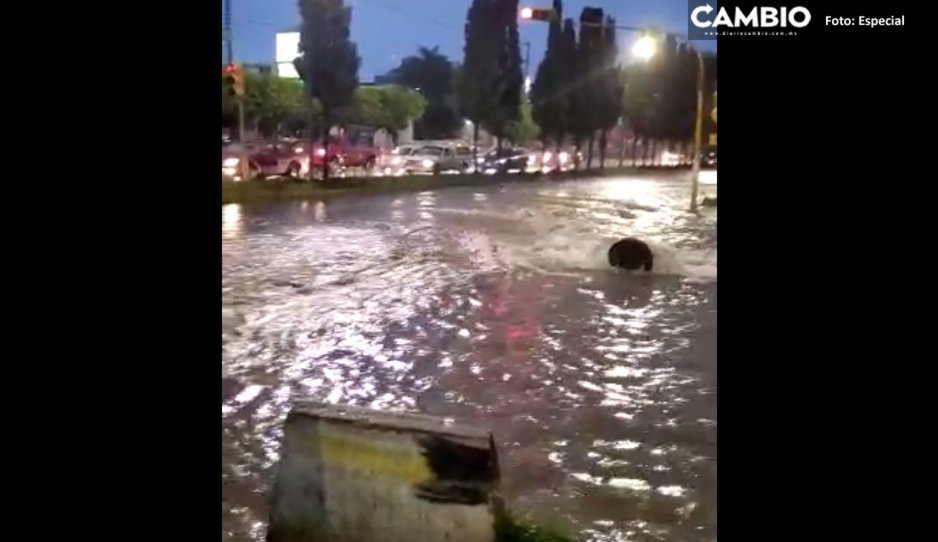Brotan aguas negras en Bosques de San Sebastián tras fuertes lluvias (VIDEO)