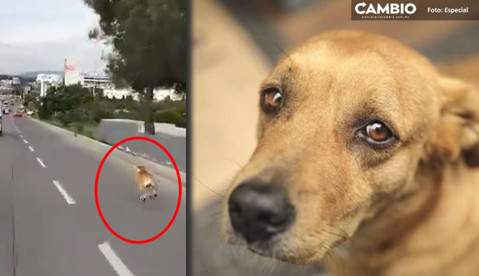 Perrito trata de alcanzar a su dueño en medio del Periférico tras abandonarlo (VIDEO)