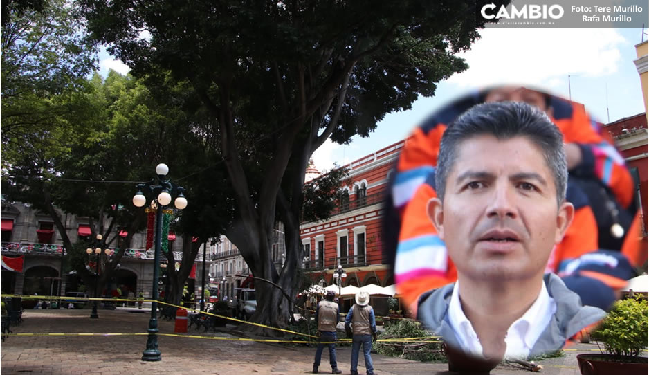 De los cinco árboles, sólo uno corre el riesgo de caerse en el Centro Histórico: Lalo Rivera (VIDEO)
