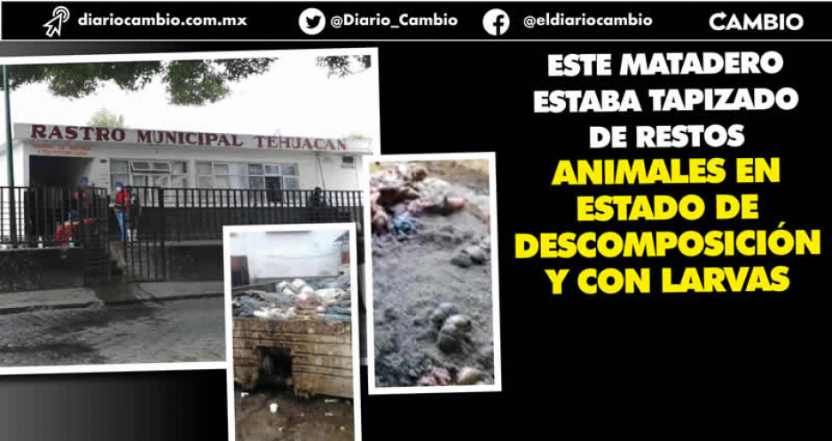 Ayuntamiento de Tehuacán se lava las manos por estado insalubre del rastro: sin denuncias no podemos intervenir