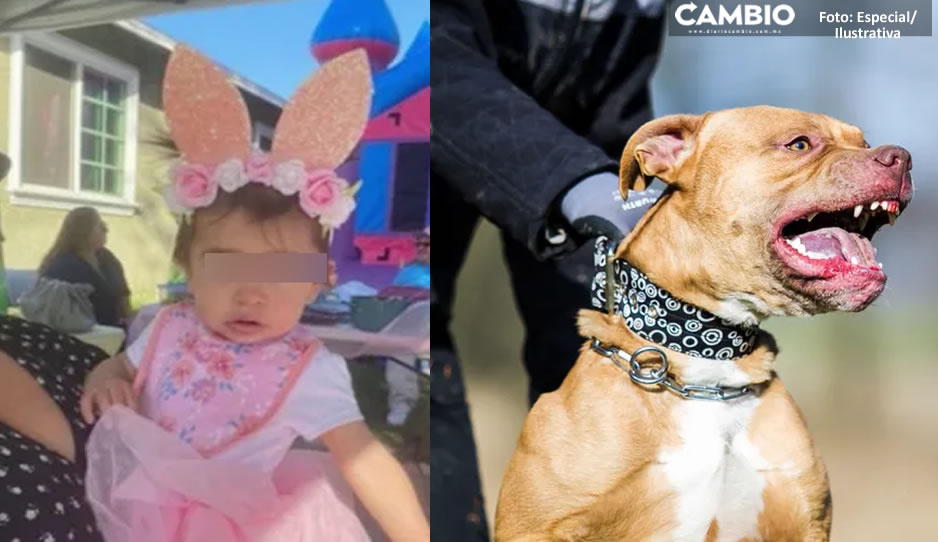 Madre mata a puñaladas a pitbull para salvar a su pequeña