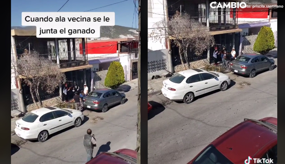 Curiosos exhiben momento en que se le junta el “ganado” a su vecina (VIDEO)
