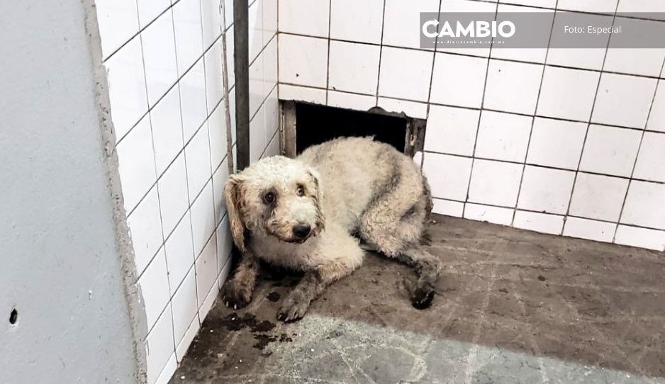 Rescatan a perrito atrapado en Línea B del Metro en CDMX