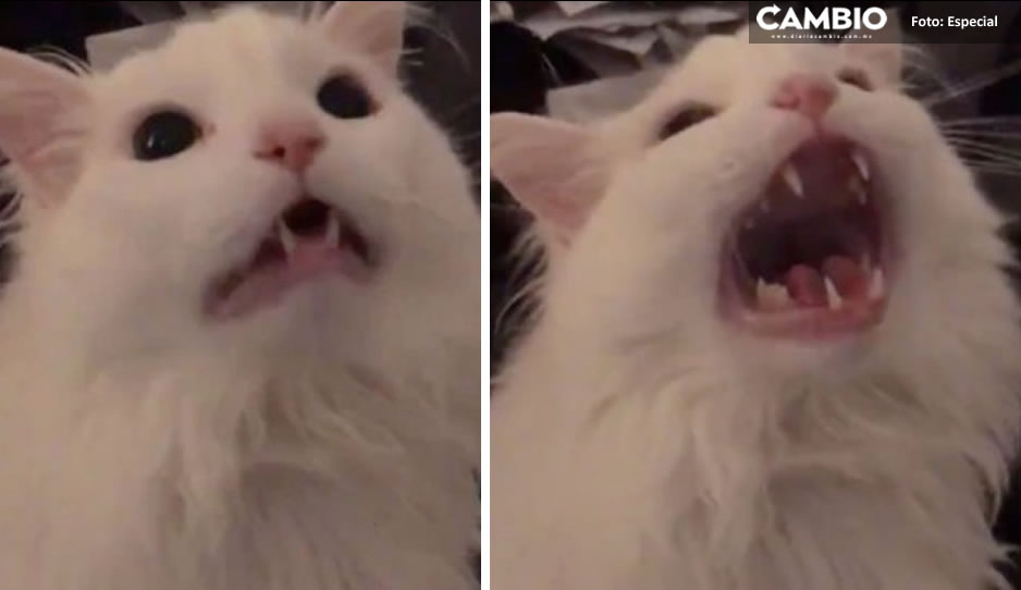 ¡Adiós Thurston Waffles! Muere el gatito que se hizo meme por su forma de maullar