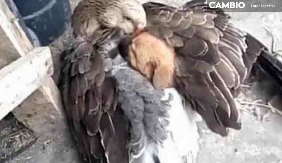 ¡Lo más tierno del día! Pato protege con sus alas a cachorro abandonado  