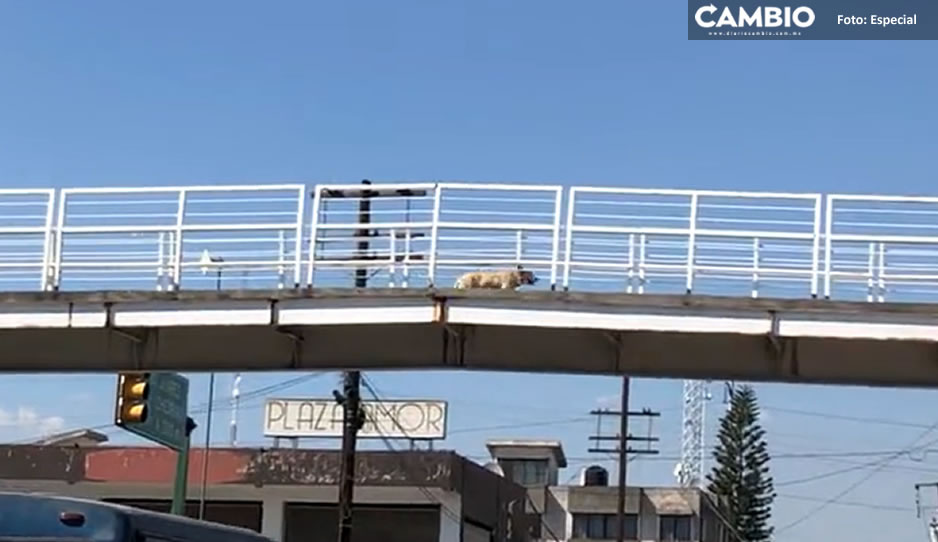 Perrito pone el ejemplo: utiliza la ciclovía en Puebla (VIDEO)