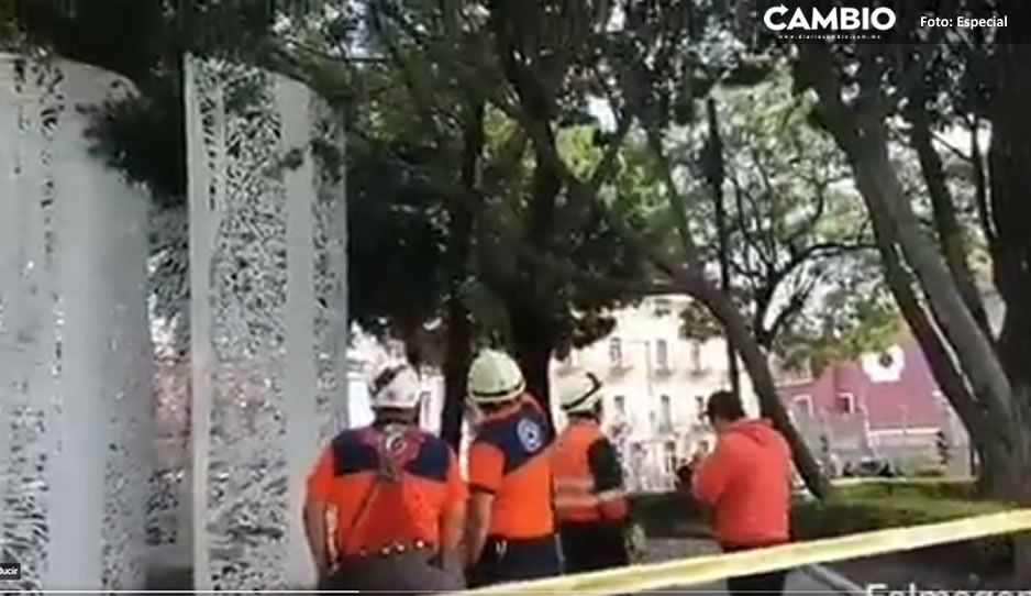 ¡Puras desgracias en el zócalo! Árbol se desprende y queda atorado en monumento (VIDEO)