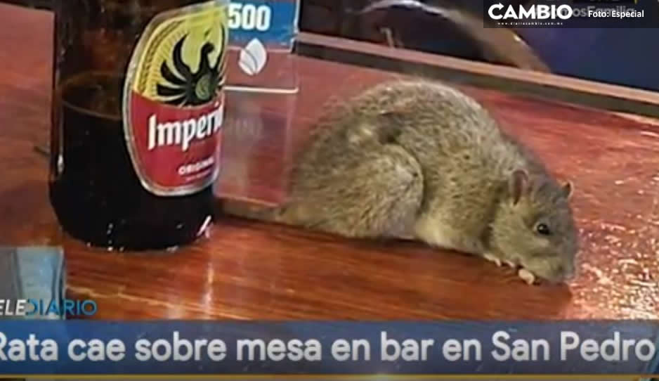 ¡Ay caramba! Clientes captan a rata caer sobre una mesa de bar (VIDEO)