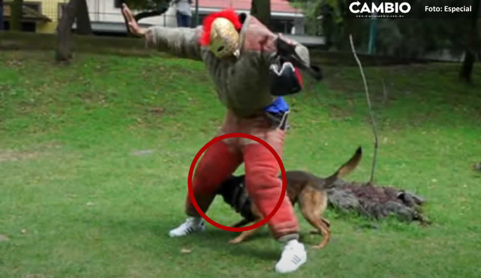 VIDEO: Ataca perro policía a Escorpión Dorado; así quedó su pierna tras brutal mordida