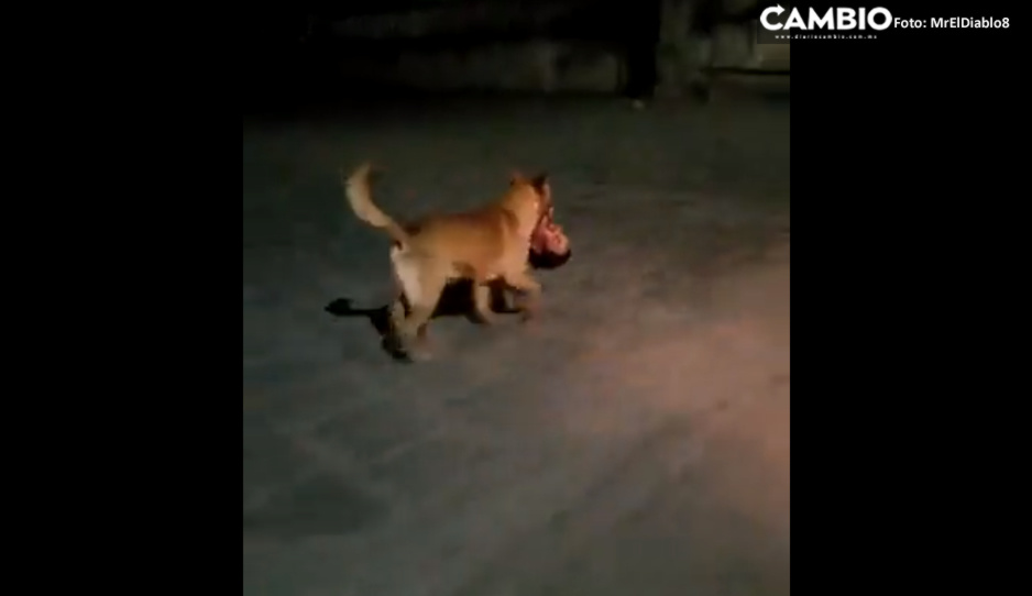 ¡Aquí causal! Firulais pasea con cabeza humana por Zacatecas (FUERTE VIDEO)