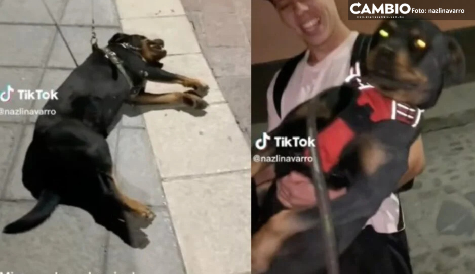 Perrito hace tremendo berrinche en el parque y se vuelve viral (VIDEO)