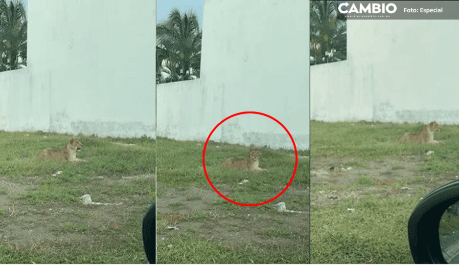¿Es un lindo gatito? León suelto causa pánico en calles de Veracruz (VIDEO)
